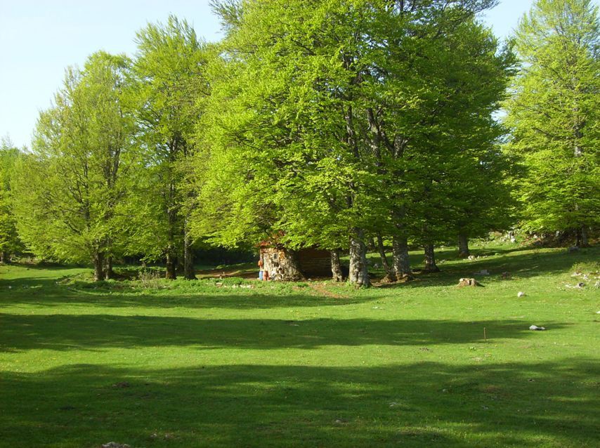 konjsko