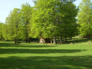 konjsko