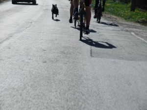 Avala_via_Ripanj_08