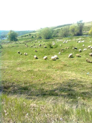Rumunija 1038
