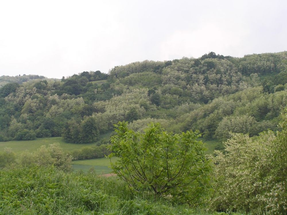 umadija - 1