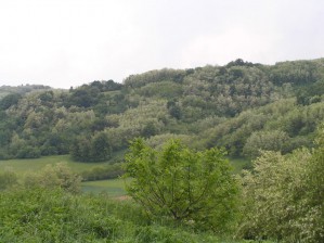 umadija - 1
