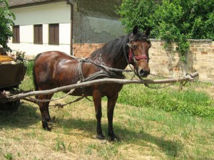 IMG_3344