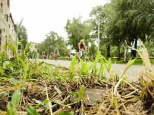 Pancevacki_Triatlon_185b