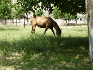 P6150432