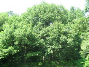 IMG_3551