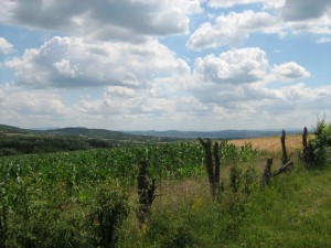 IMG_3659