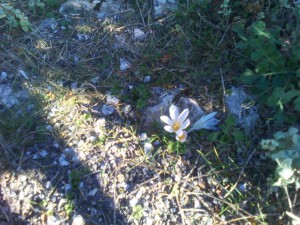 IMG_20111105_132117