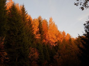 Mesečeva razglednica