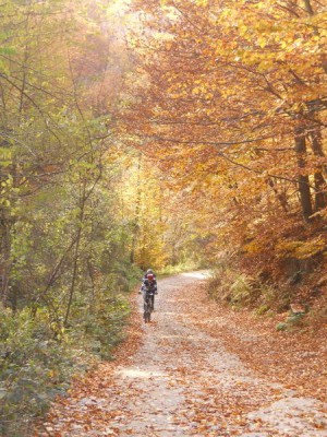 Panta vozi tempo za Mišu, a lišće šušti, li šušti