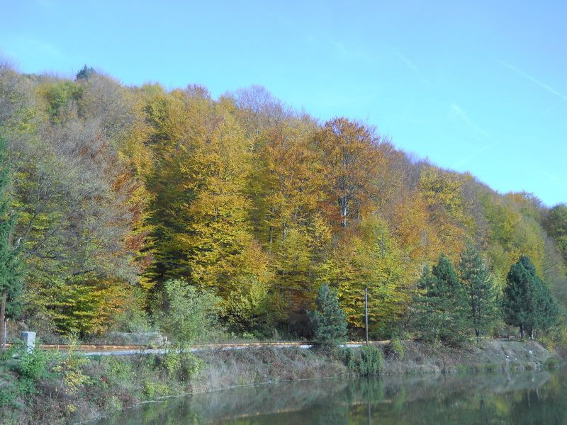 Radaljsko jezero sa šumom
