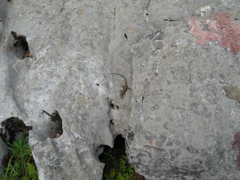 Neki gekon ili skink