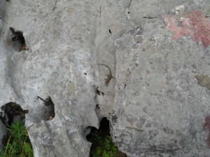 Neki gekon ili skink