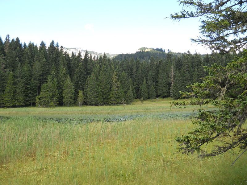 Ponovo Barno