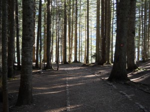 Uređena staza oko Crnog jezera