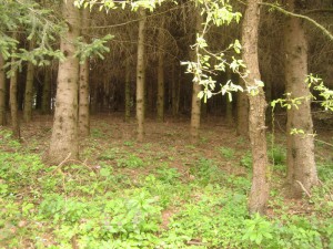 IMG_0792_resize