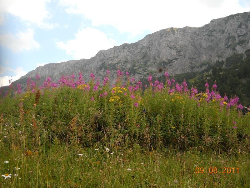 Bašta pod liticom