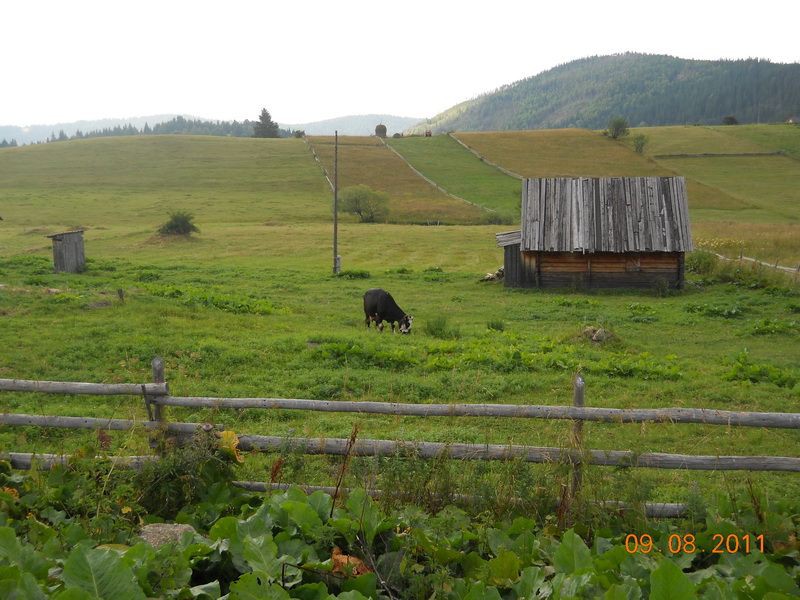 Krava u Bandžovu