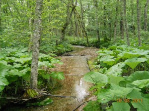 Biogradska reka