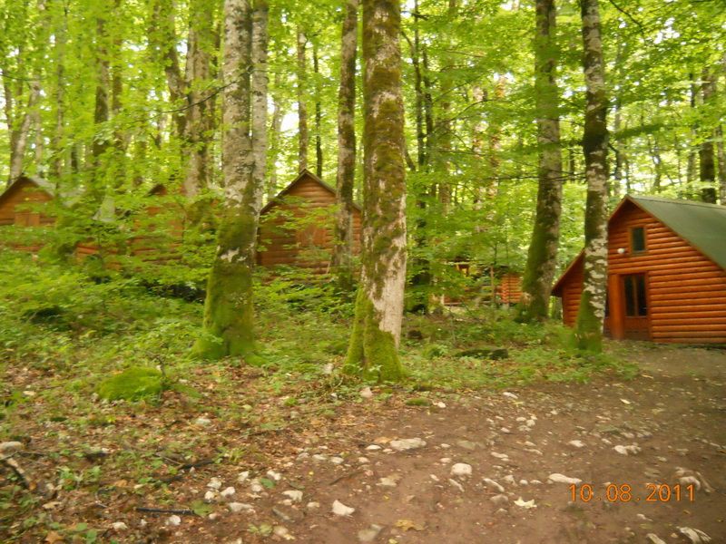 Bungalovi u šumi