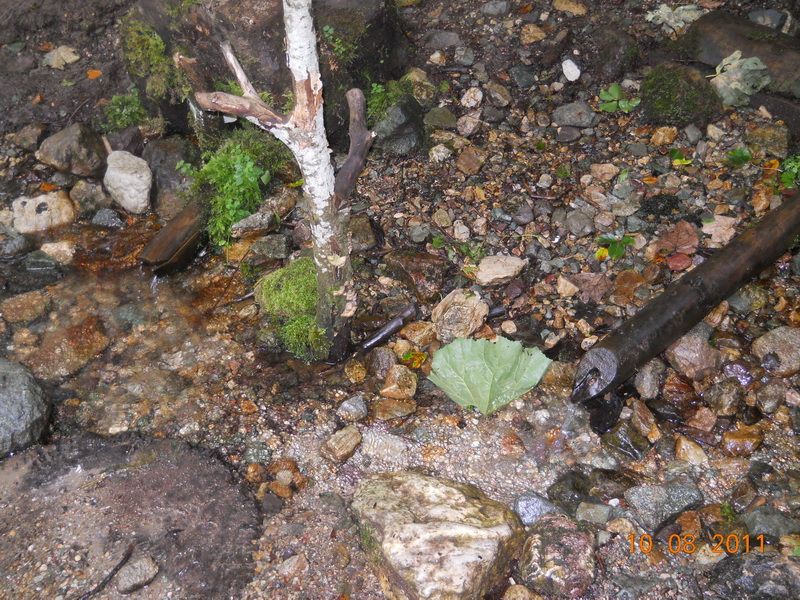 esmica