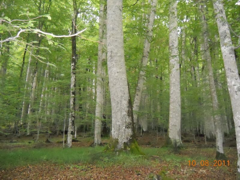 Prašuma