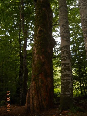 Stogodišnjak