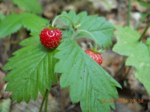 DSCN2697_resize