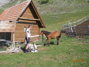 Horse whisperer