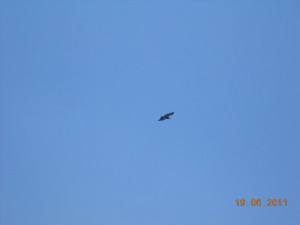 DSCN1868_resize
