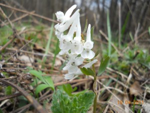 DSCN3704_resize