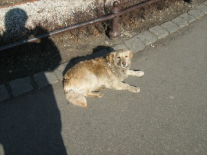 IMG_5248