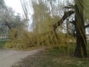 Slika1454