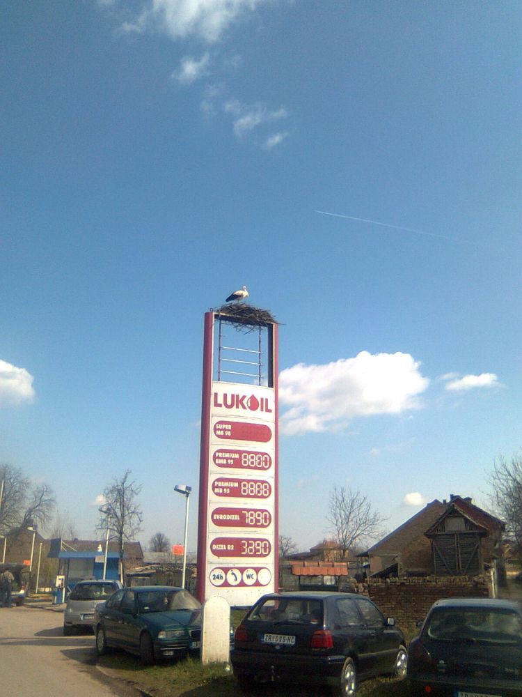 Rode i gnezdo na neobicnom mestu