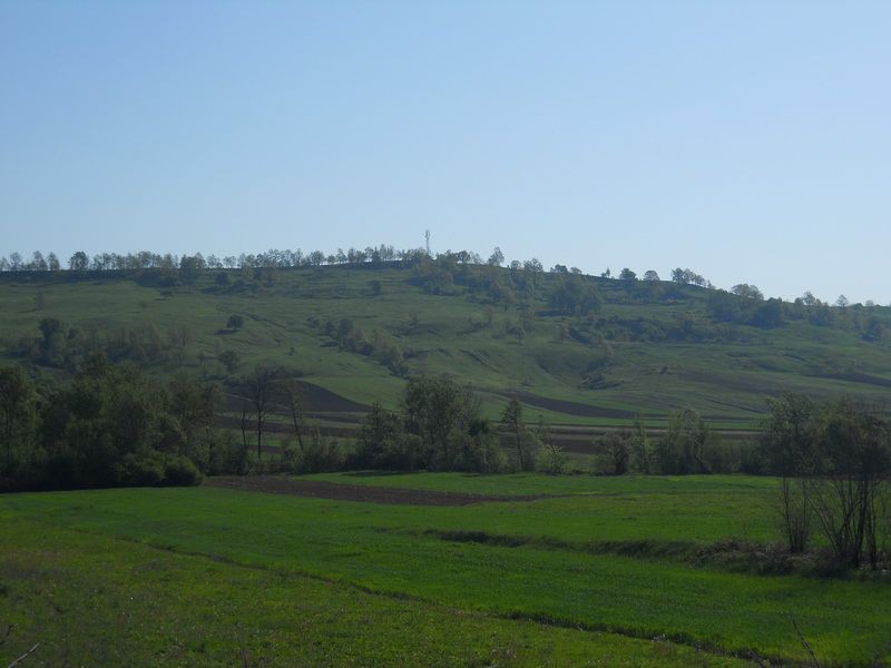 Pitomo