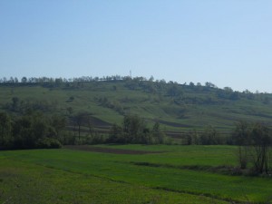 Pitomo