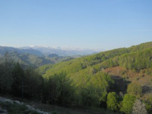 Zelena šuma i beli sneg