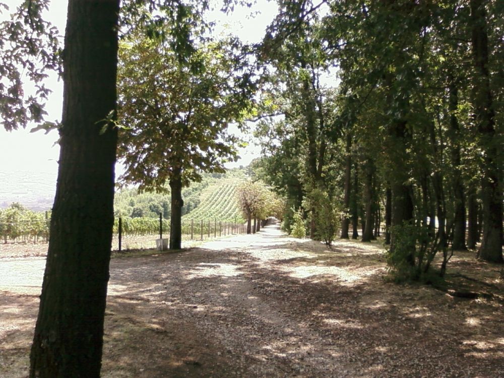 Topola-Oplenac (20)