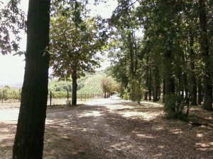 Topola-Oplenac (20)
