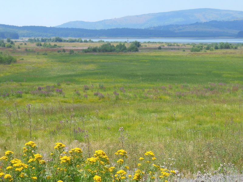 Flora oko Vlasinskog jezera