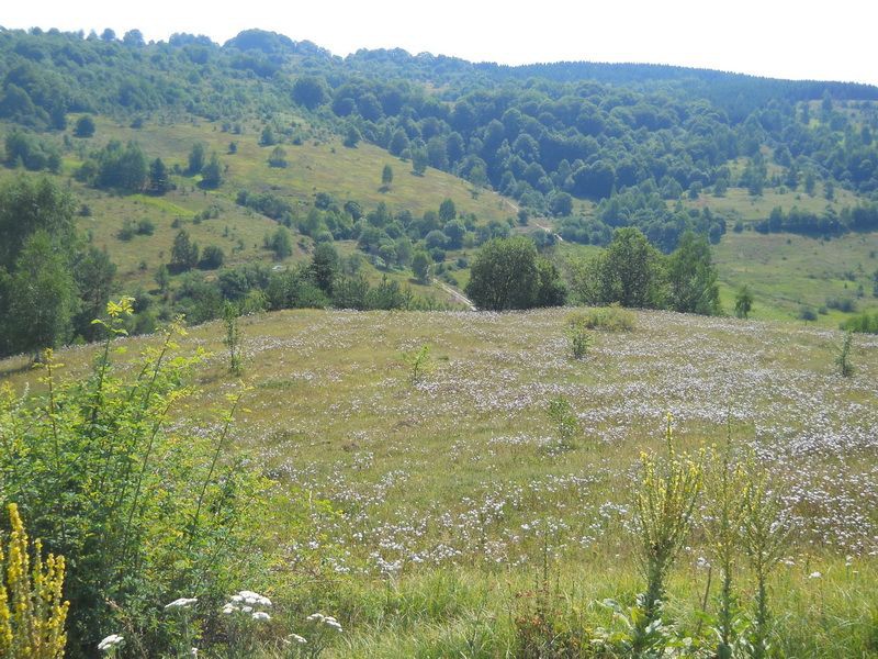 Livada, šuma..