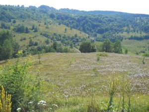 Livada, šuma..