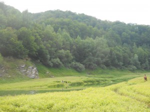 Ušće