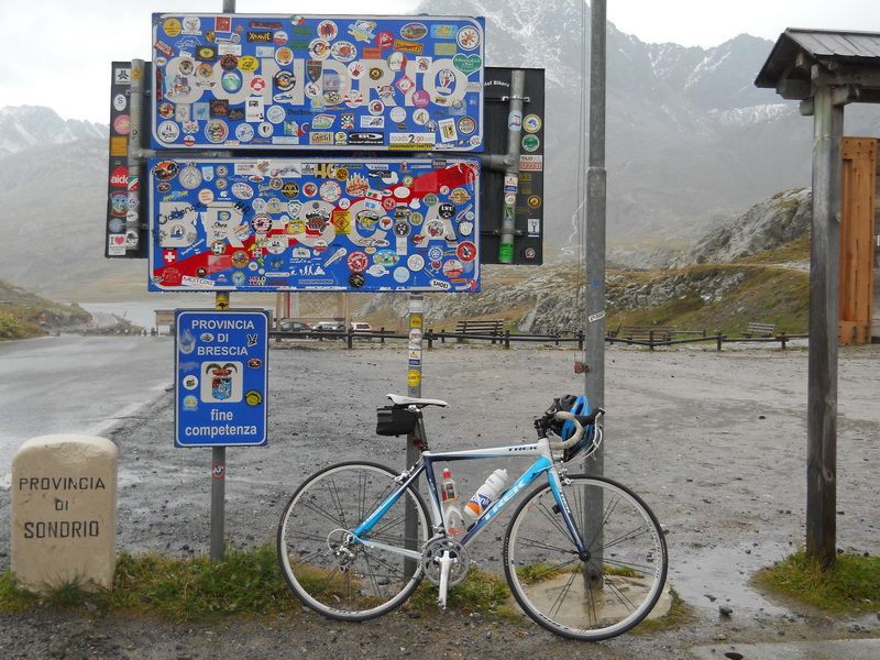 Gavia