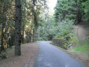 Selva di Mortiroo