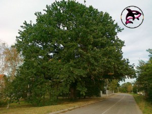 Hrast od 350 godina