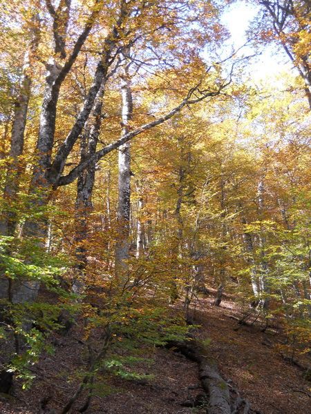 arobna šuma na spustu sa Carina
