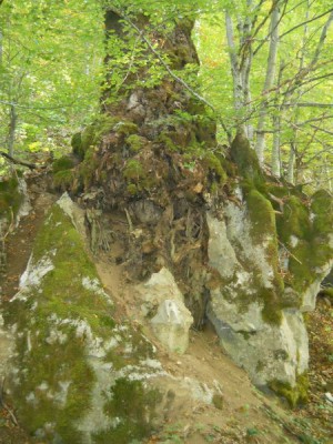 umski div