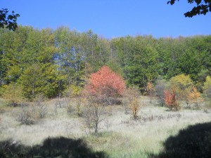 DSCN4163_resize
