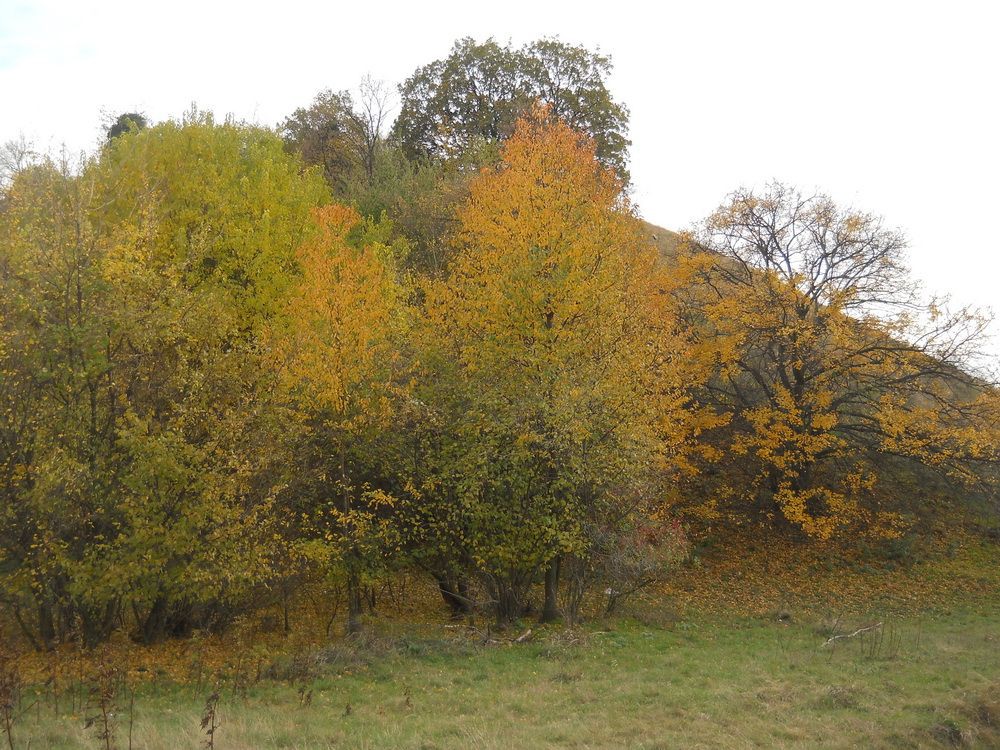 Zagajička jesen